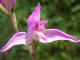 Cphalanthre rouge Cephalanthera rubra (Lin) L.C.M.Richard - Orchidaces - Cephalanthre rose / Ellborine rouge