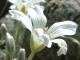 Craiste des champs  Cerastium arvense subsp. arvense L. - Caryophyllaces