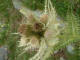 Cirse trs pineux Cirsium spinosissimum - Astraces - Cirse pineux / Chardon blanc