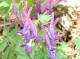 Corydale solide Corydalis solida (Linn) Swartz - Fumariaces - Corydale  bulbe plein