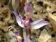 Limodore  feuilles avortes Limodorum abortivum (Linn) Swartz - Orchidaces - Violet / Asperge violette - Orchis aborvita