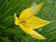 Tulipe australe Tulipa australis - Liliaces
