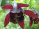 L'ancolie noirtre - Aquilegia atrata - plante herbace vivace de la famille des Renonculaces