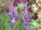 Corydale solide  Corydalis solida (L.) Swartz. - Fumariaces - Corydale  bulbe plein