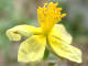 Hlianthme  feuilles de nummulaire Helianthemum nummularium Linn - Cistaces - Fleur de soleil / Hlianthme commun / Hlianthme  grandes fleur