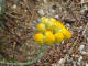 Immortelle Helichrysum stoechas (Linn) Moench - Astraces