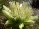 Joubarbe d'Allioni (Jovibarba allioni Jordan & Fourr.) - Sempervivum globifera ssp. allionii
