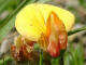 Lotier des Alpes Lotus alpinus (DC.) Schleicher ex Ramond  - Fabaces - Lotus corniculatus var. alpinus