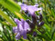 Lavande Lavandula angustifolia Miller - Lamiaces - Lavandula vera