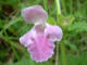 Mlisse des bois  Melittis melissophyllum L. - Lamiaces - Mlitte / Mlisse sauvage / Citronnelle / Mlitte  fleurs de mlisse