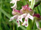 Orchis brl - Neotinea ustulata - Cap ngre / Orchis mignon / Mouchette - Orchis ustulata / Orchis parviflora
