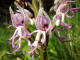 Orchis singe - Orchis simia Lam - Orchidaces - Orchis macra / Orchis tephrosanthos