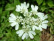 Orlaya  grandes fleurs - Orlaya grandiflora - Famille des Apiaces (Apiaceae) - ombelliphre assez rare