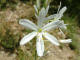 Phalangre  fleurs de lis Anthericum liliago Linn - Liliaces - Phalangre faux-lis 