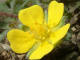 Potentille du printemps Potentilla neumanniana Reichenbach - Rosaces - Potentille de Neumann - Potentilla verna