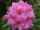 Rhododendron ferrugineux Rhododendron ferrugineum Linn - Ericaces - Rosage / Laurier-rose des Alpes / Rose du diable / Antenet