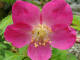 Rosier des Alpes Rosa pendulina Linn - Rosaces - Rosier  fruits pendants - Rosa alpina