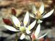 Saxifrage toil - Saxifraga stellaris Linn - Famille des Saxifragaces