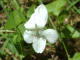 La violette blanche (Viola alba ) est une plante vivace de la famille des Violaces.