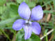 Violette des bois Viola reichenbachiana Jordan ex Boreau - Violaces - Viola silvestris